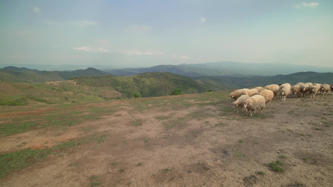 羊在山上视频素材