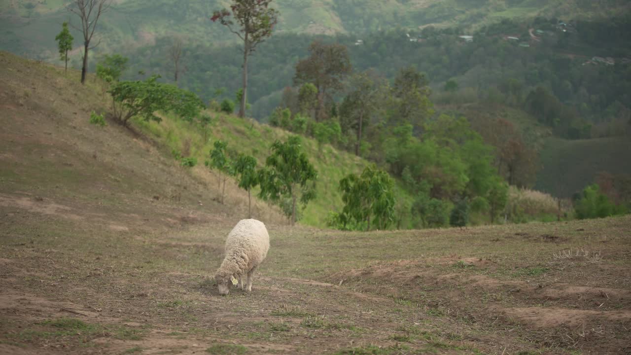 羊在山上视频素材