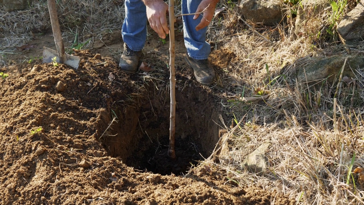 成熟的男人在春天的花园里种树。园丁把幼小的果树幼苗放在地上准备好的洞里。视频下载