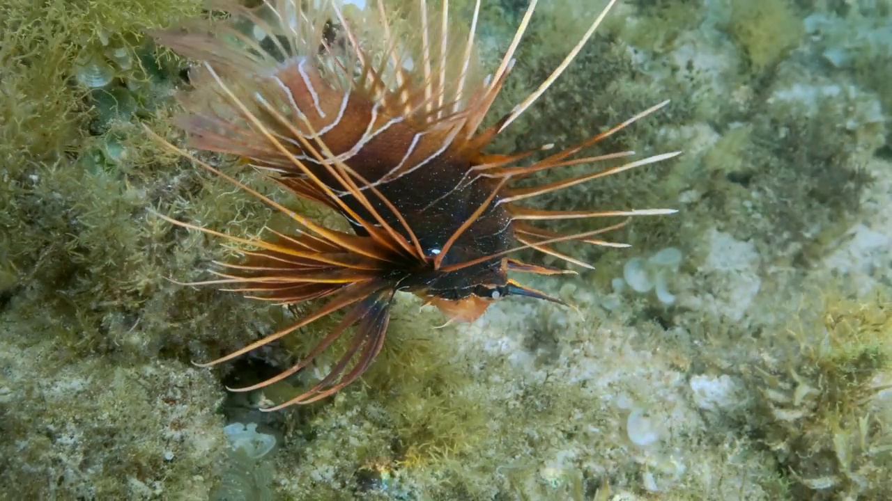 放射状的萤火虫或红海狮子鱼(Pterois radiata, Pterois cincta)在海藻覆盖的海床上游泳。慢镜头特写,视频下载