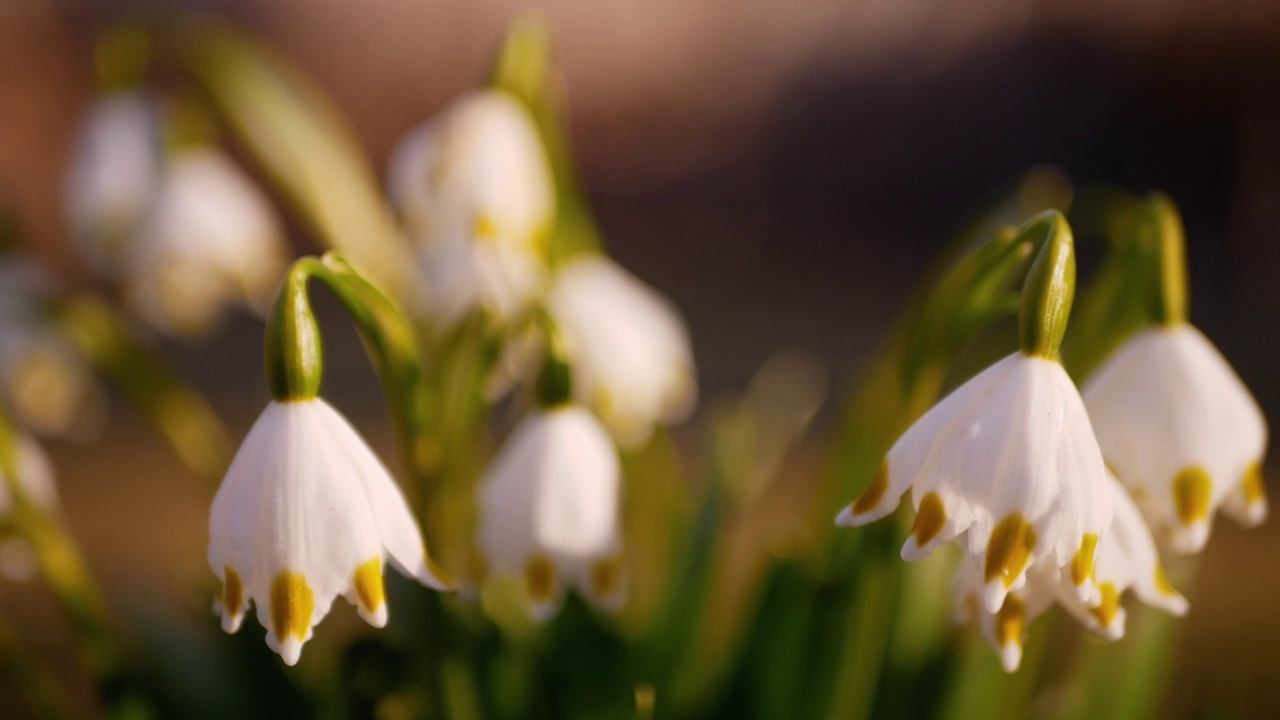春天的第一朵花，花园里的雪花莲，阳光普照视频素材