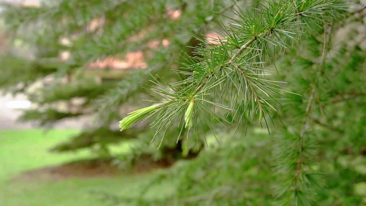 春天，一棵针叶树的树枝上青翠的雪松幼针视频下载