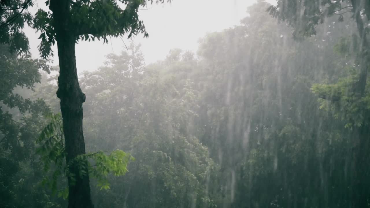 热带雨林雨林可能代表气候变化或飓风季节视频下载