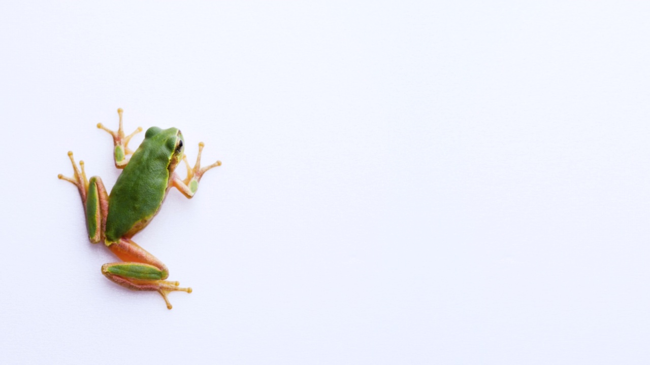 一只树蛙粘在白色背景上的4K视频。视频下载