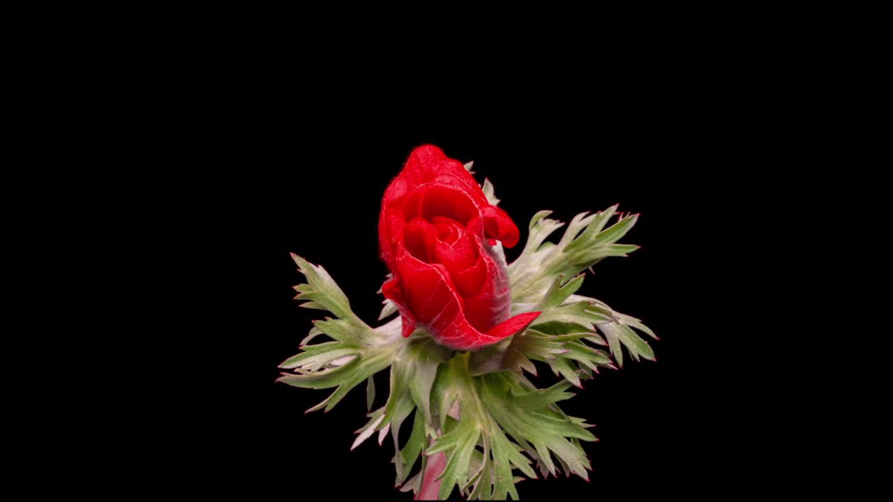 美丽的红色银莲花盛开在黑色的背景，特写镜头。海葵良性。婚礼背景，情人节的概念。生日群。花的特写镜头视频素材