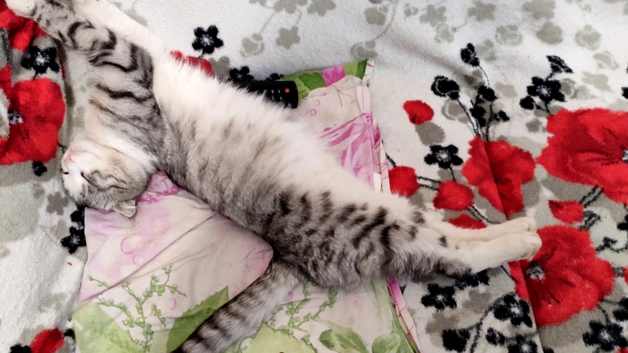 虎斑猫睡在沙发上，伸懒腰睡着了视频素材
