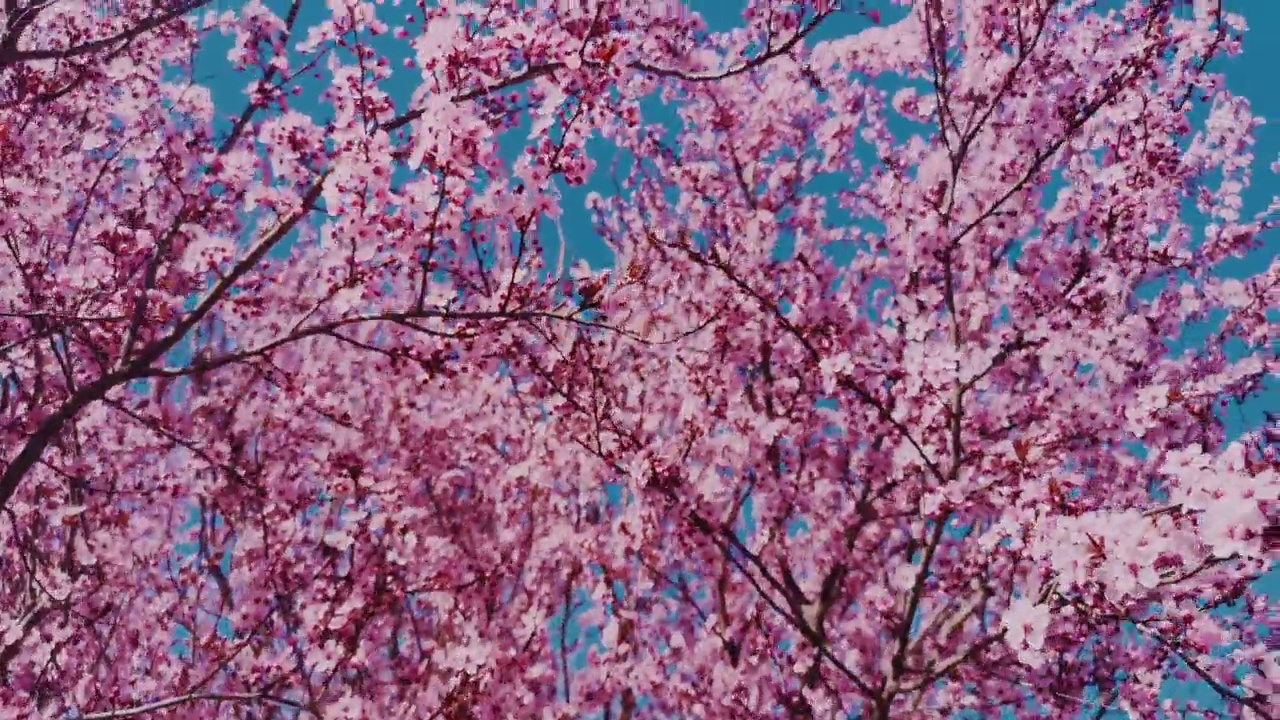 樱花的树视频素材