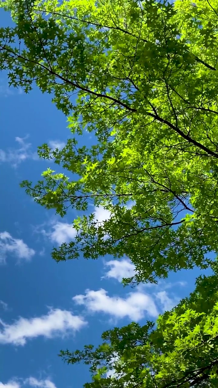 垂直风天吹树和云视频下载