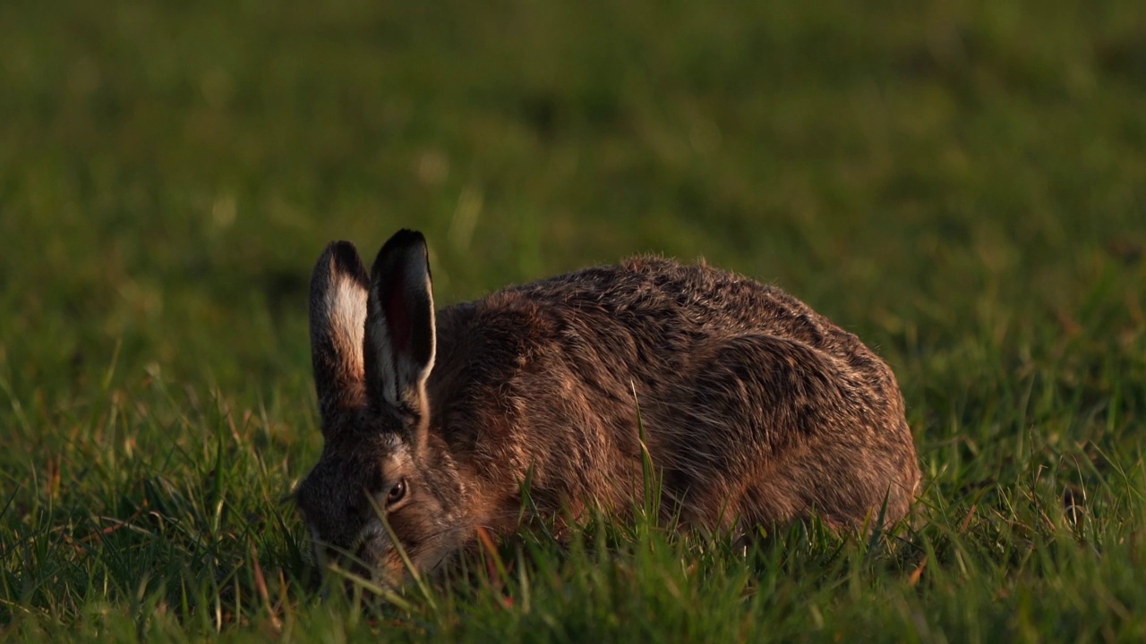 一只欧洲野兔(Lepus europaeus)在傍晚的光线下吃草视频素材