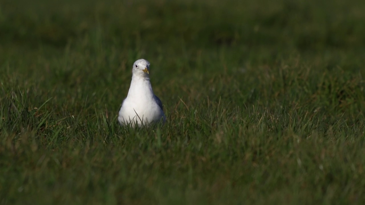 一只站在草地上的海鸥视频素材
