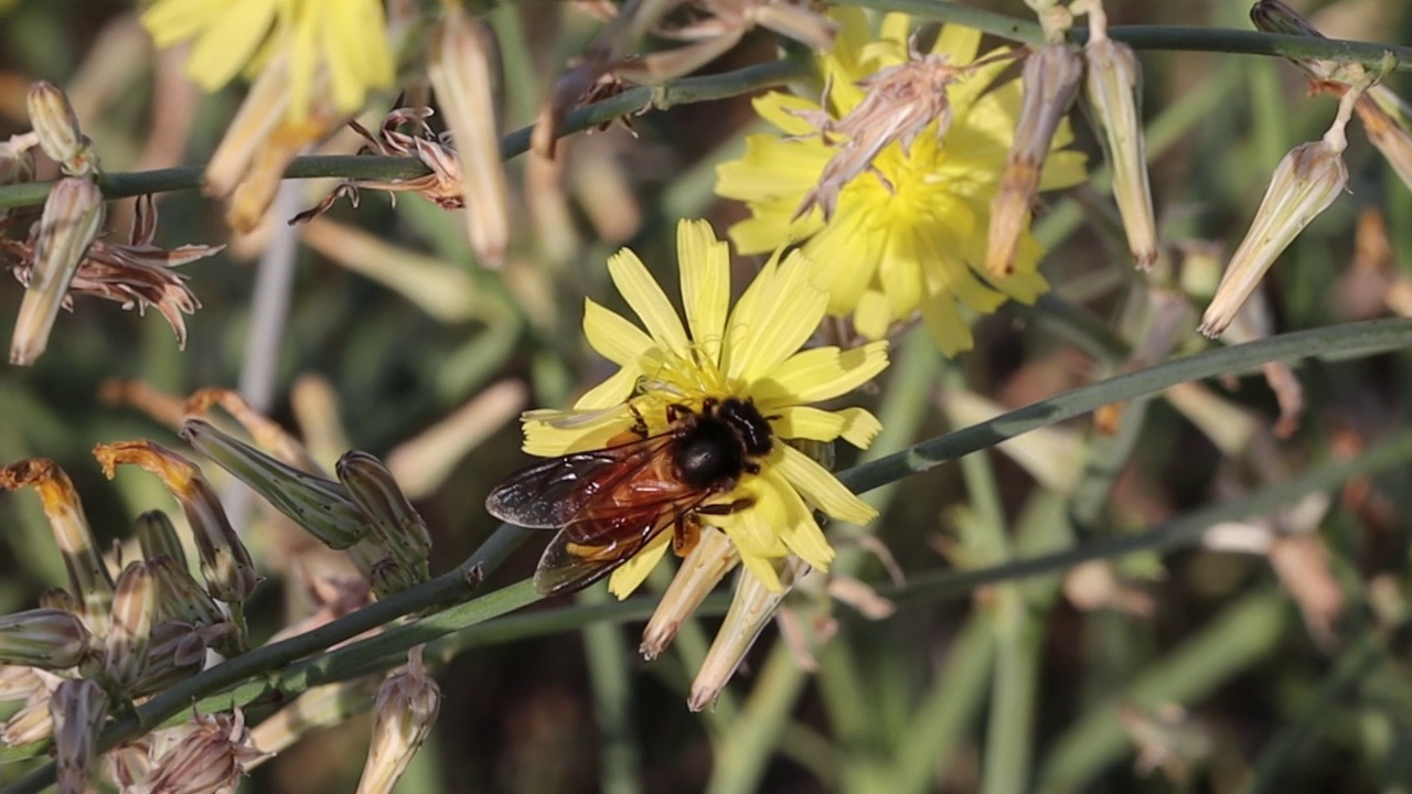 一只蜜蜂在春天黄色的花朵上收集蜡和蜜视频素材