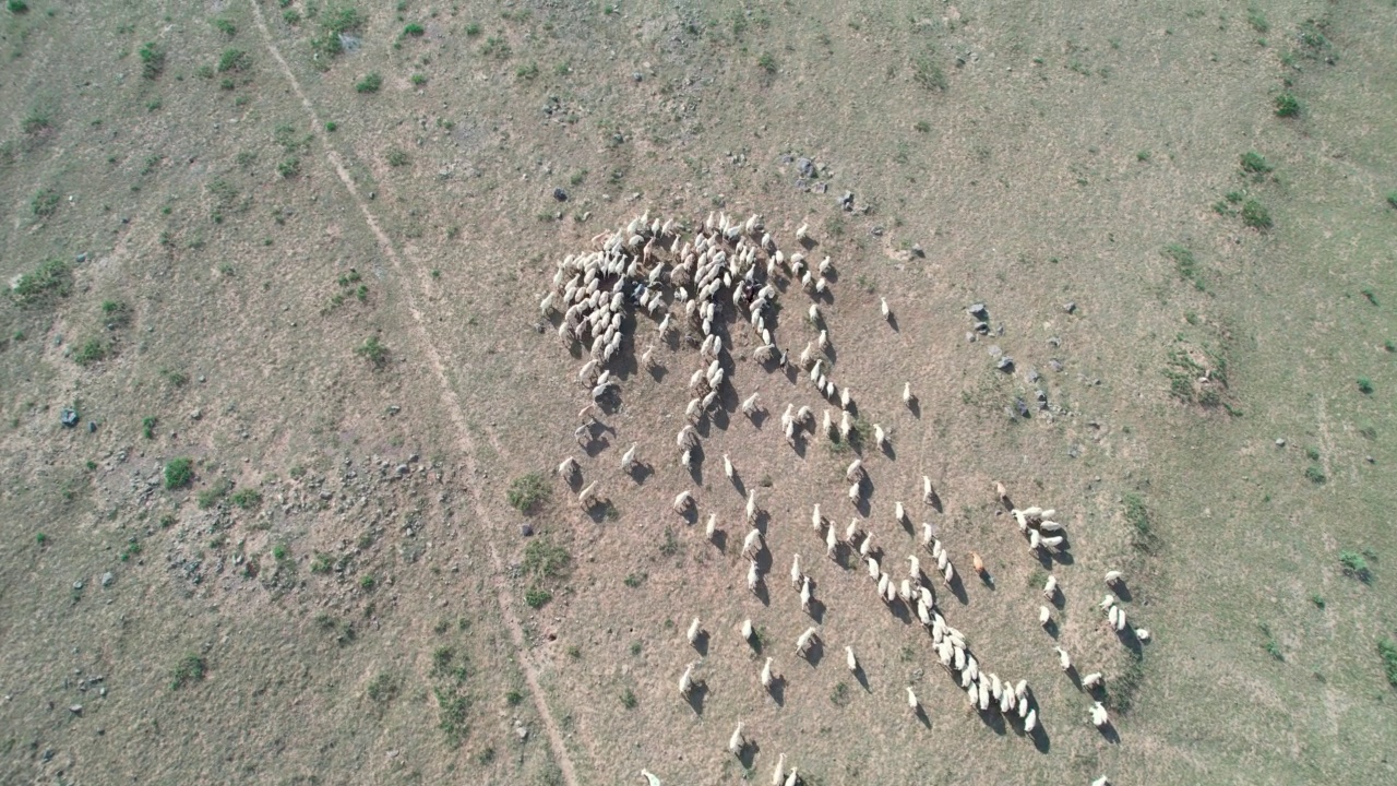 鸟瞰农场牧羊视频素材