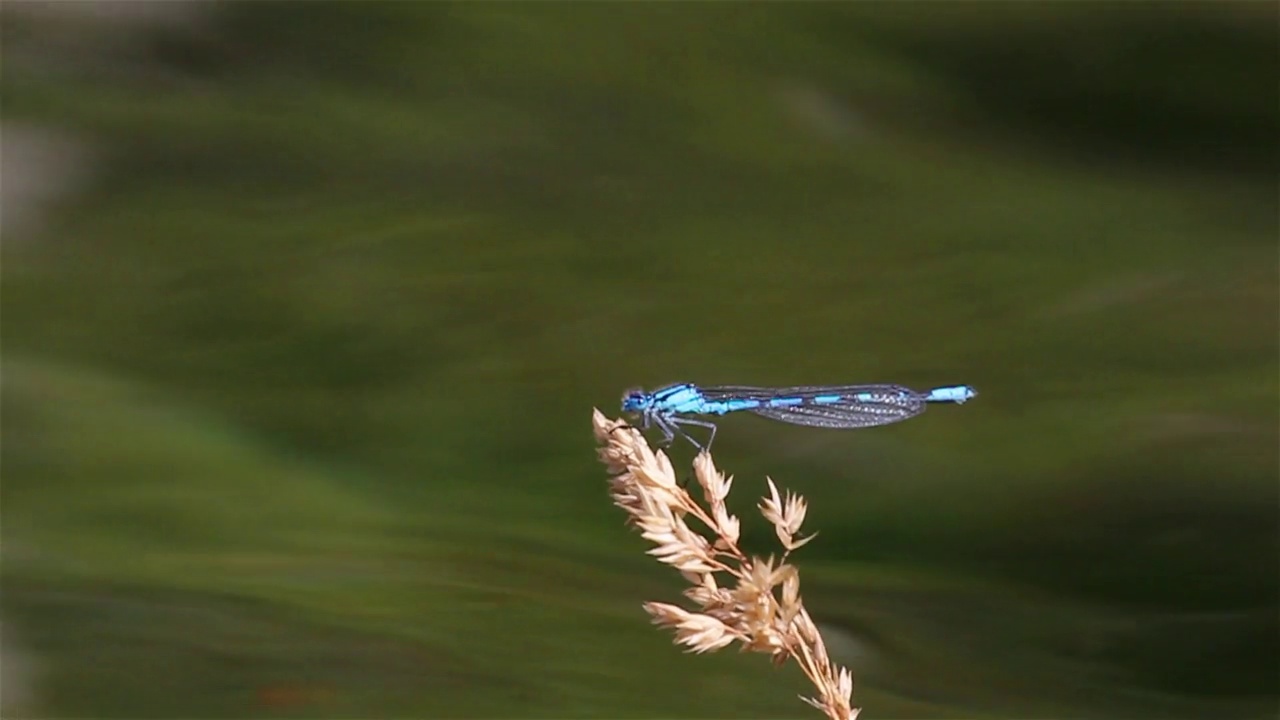 干植物上的蓝蜻蜓飞离西班牙视频素材