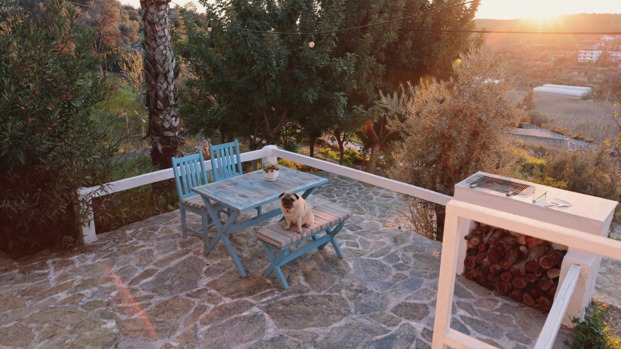 狗在阳台上观赏日落视频下载