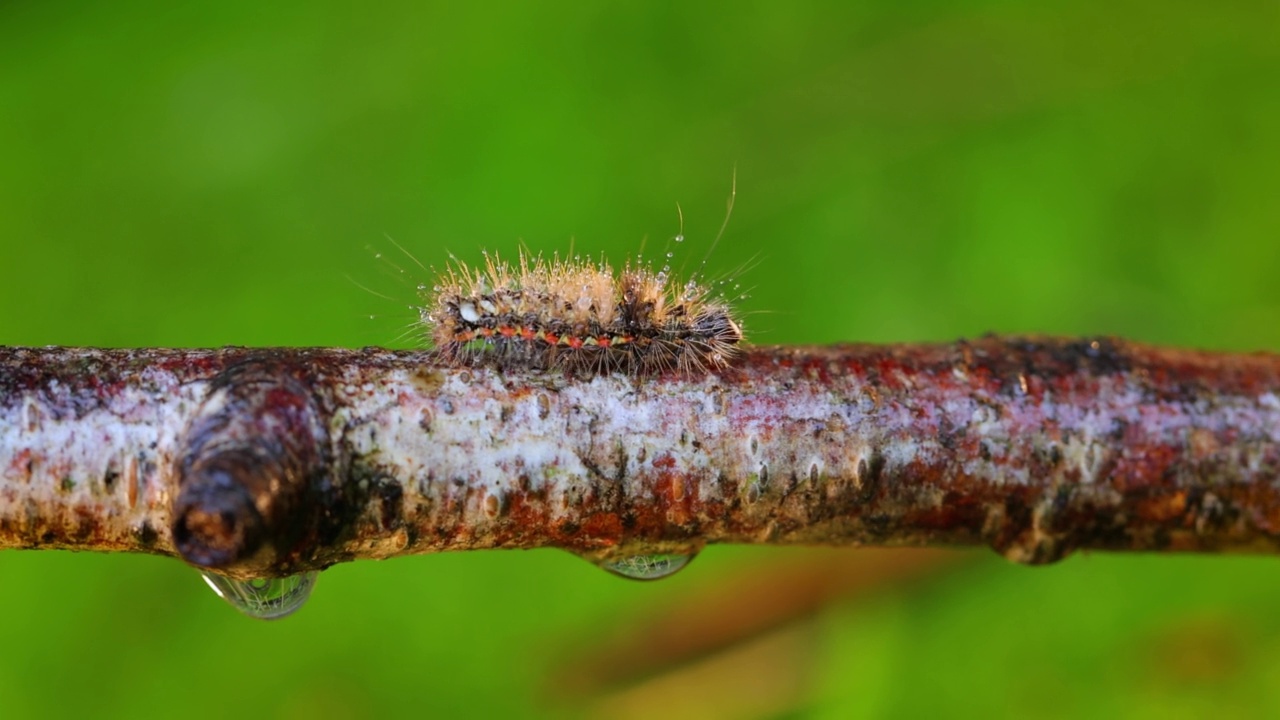 黄尾蛾(Euproctis similis)、金尾蛾或天鹅蛾(Sphrageidus similis)是蛾科的一种毛虫。毛毛虫沿着绿色背景的树枝爬行。视频素材
