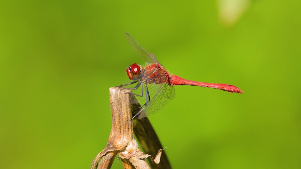 绯红蜻蜓(crocodile is erythraea)是蜻蜓科蜻蜓的一种。它的俗名包括宽红，普通红镖。视频素材