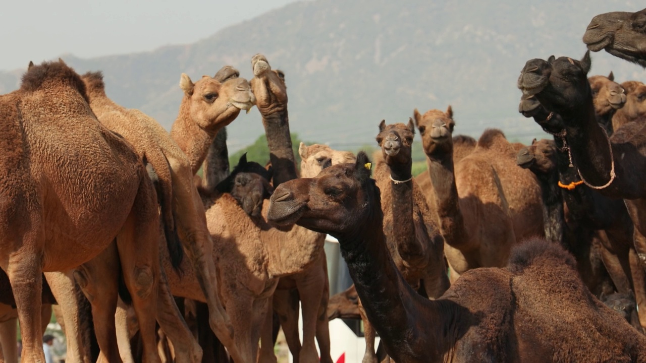 普什卡骆驼交易会，也被称为普什卡骆驼交易会或当地称为Kartik Mela，是一个每年多天的牲畜交易会和文化在印度拉贾斯坦邦的普什卡镇举行。视频素材