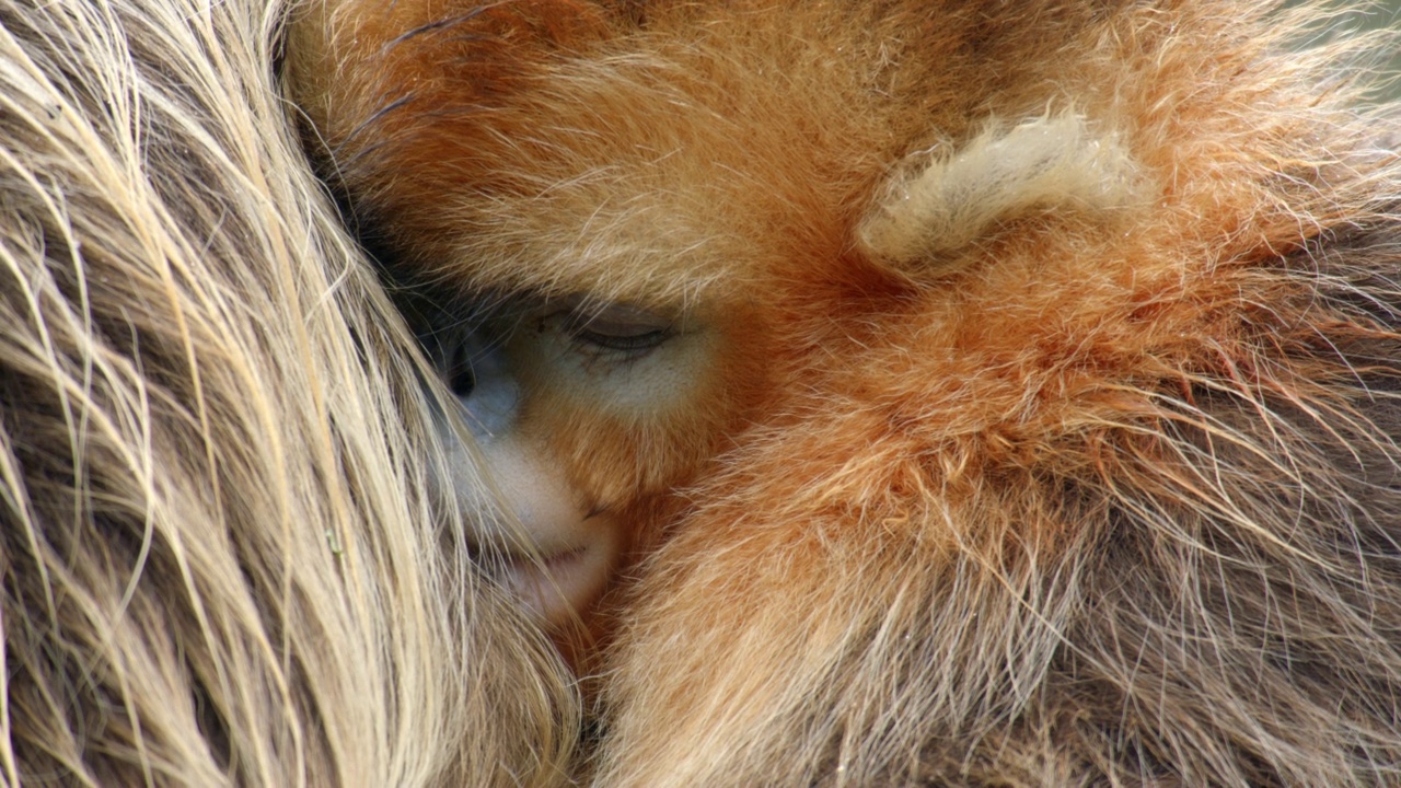 金丝猴宝宝睡在妈妈的背上视频下载