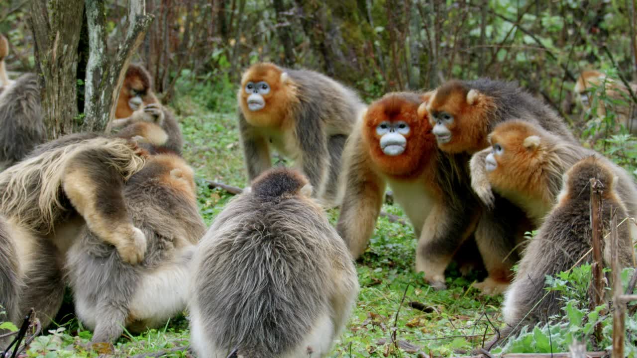 一群金丝猴在森林里视频下载