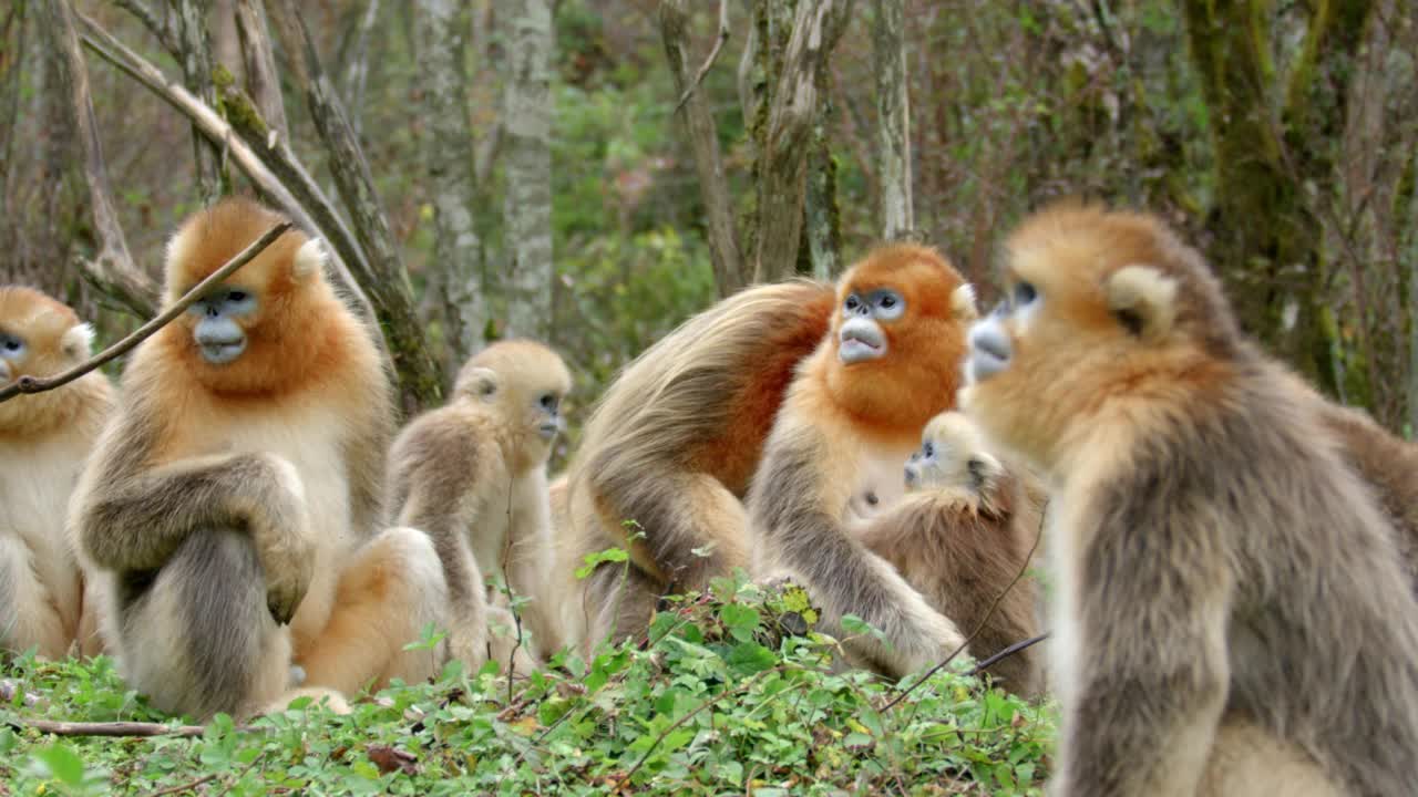 一群金丝猴在森林里视频下载