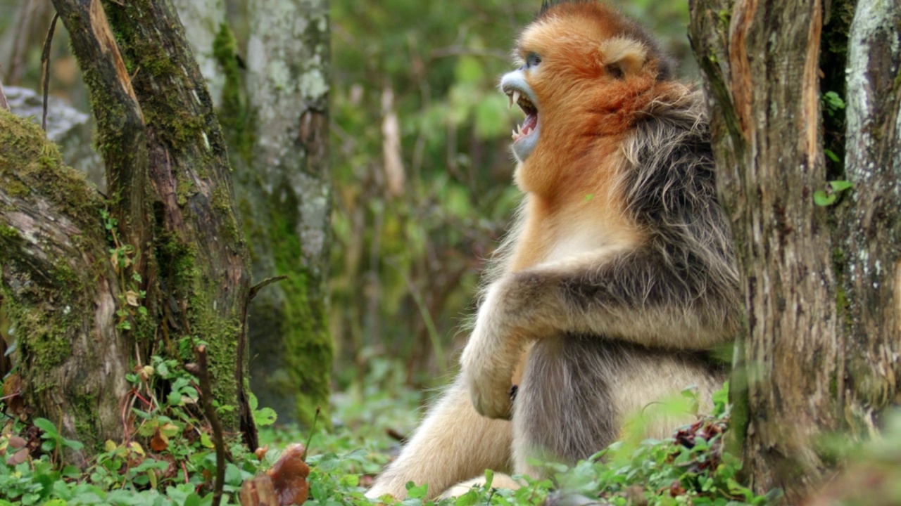 雄性金丝猴在森林中咆哮视频下载