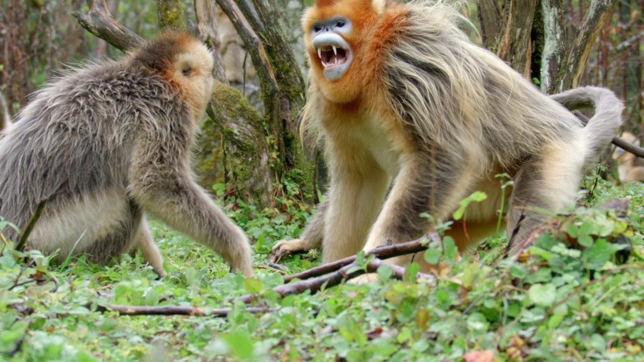 金丝猴在森林里打架视频下载
