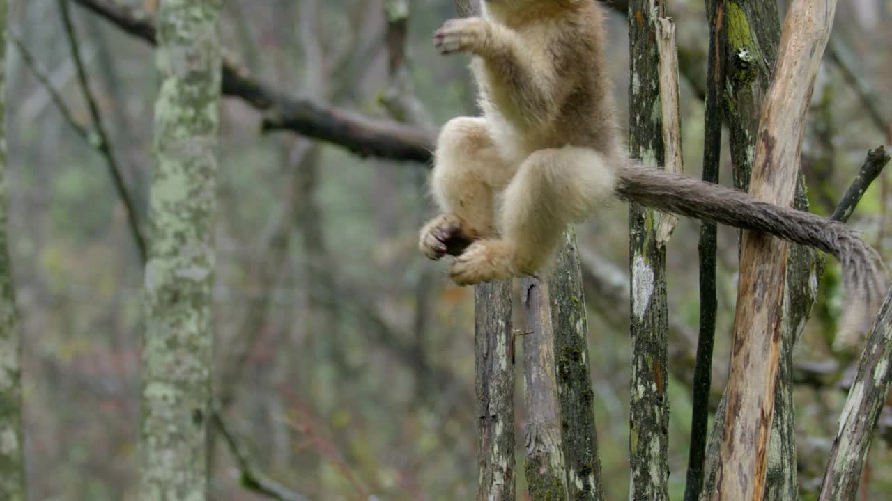 小金丝猴挂在森林的树枝上视频下载