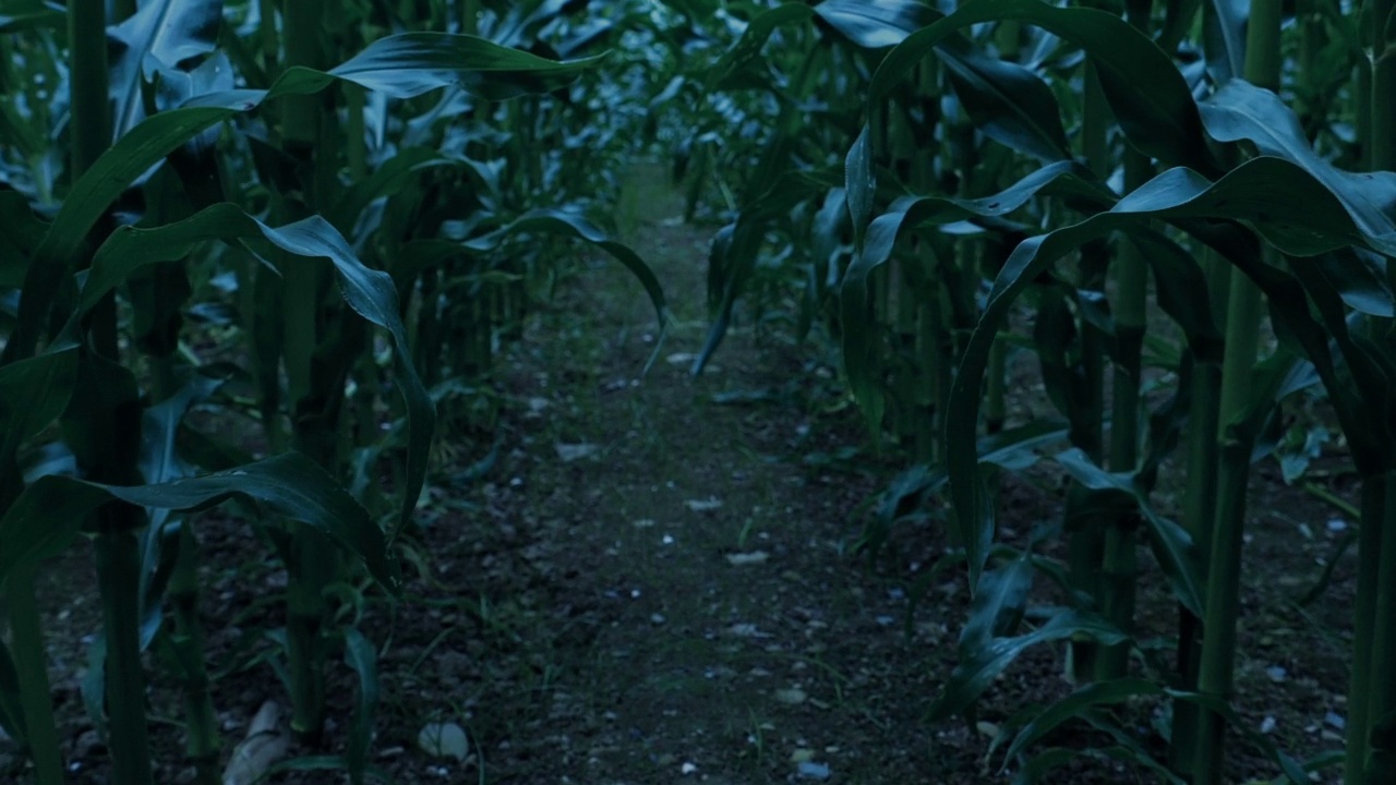 动物POV在黄昏穿过玉米田视频素材