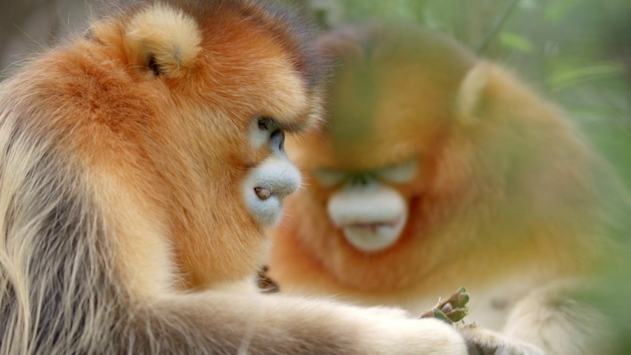 两只金丝猴在森林里吃东西视频下载