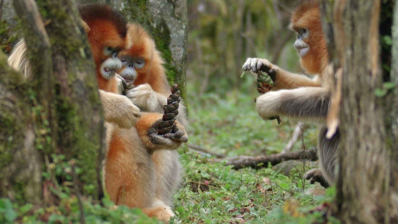 金丝猴在森林里吃松果视频下载