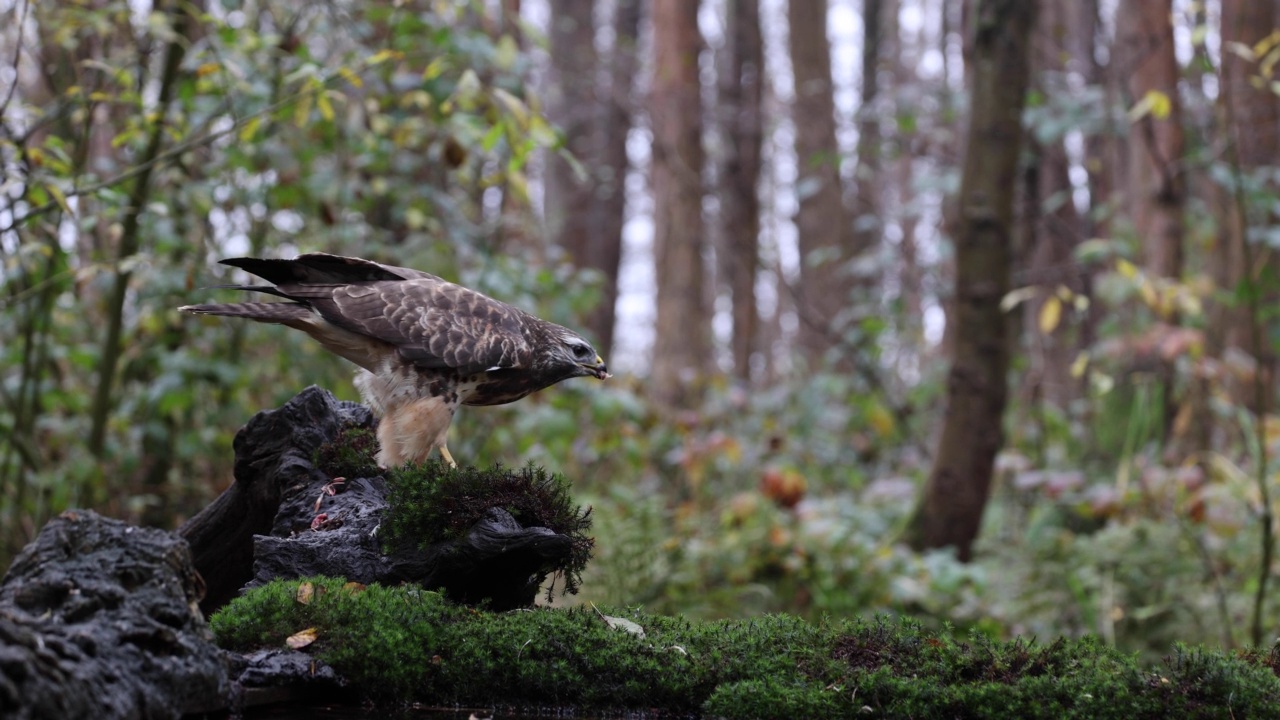 在树桩上觅食的欧亚秃鹰视频素材