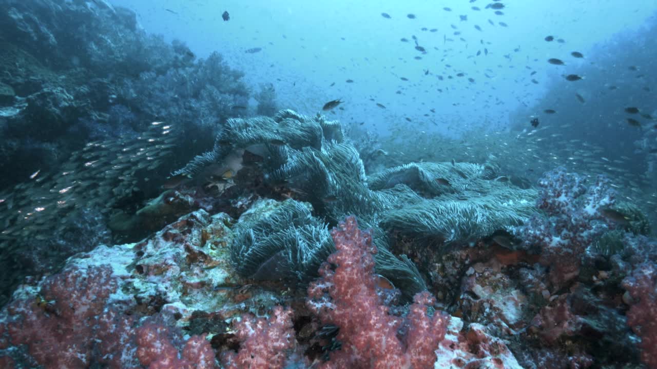 珊瑚石斑鱼在史诗般的水下环境视频下载