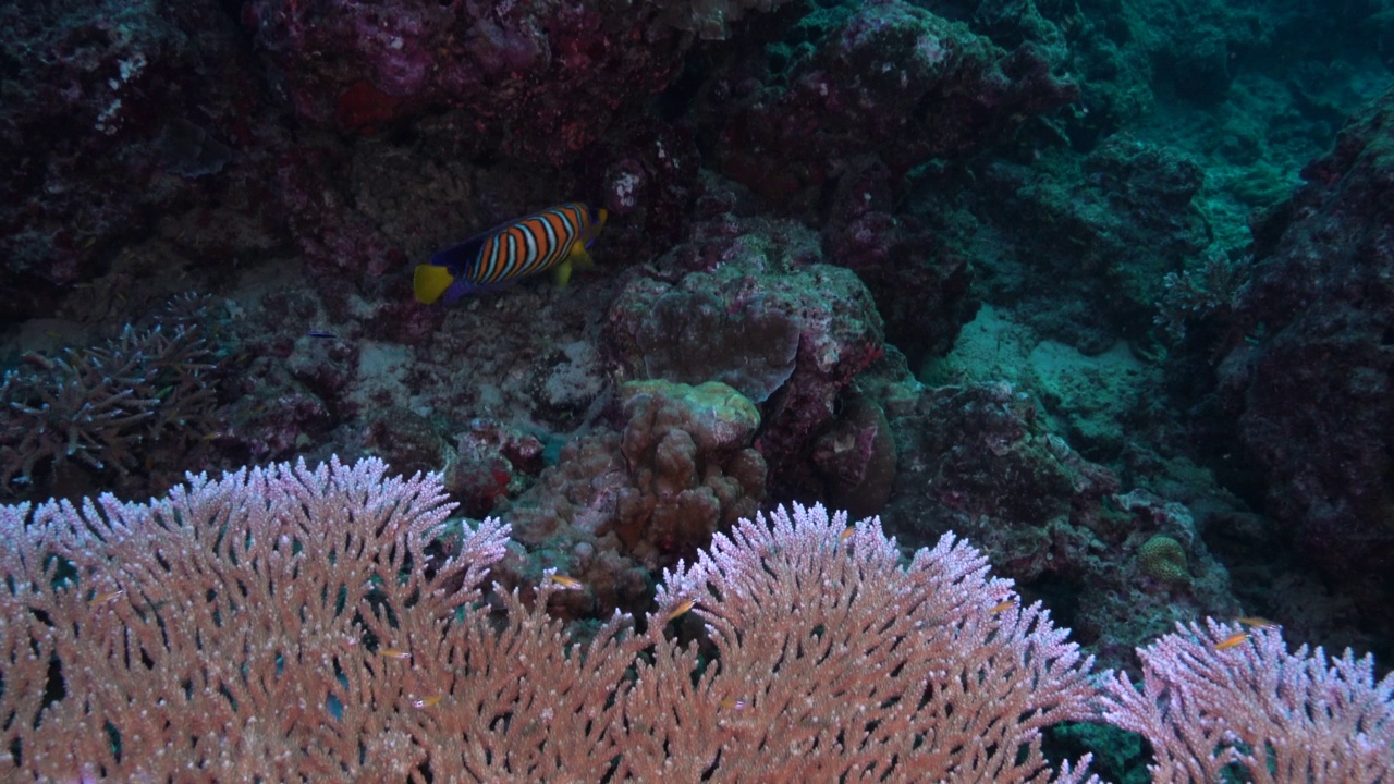 皇家天使鱼(Pygoplites diacanthus)在自然环境珊瑚礁视频素材