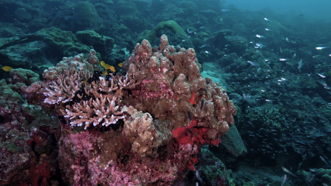4000泰国安达曼海珊瑚礁多样性视频素材