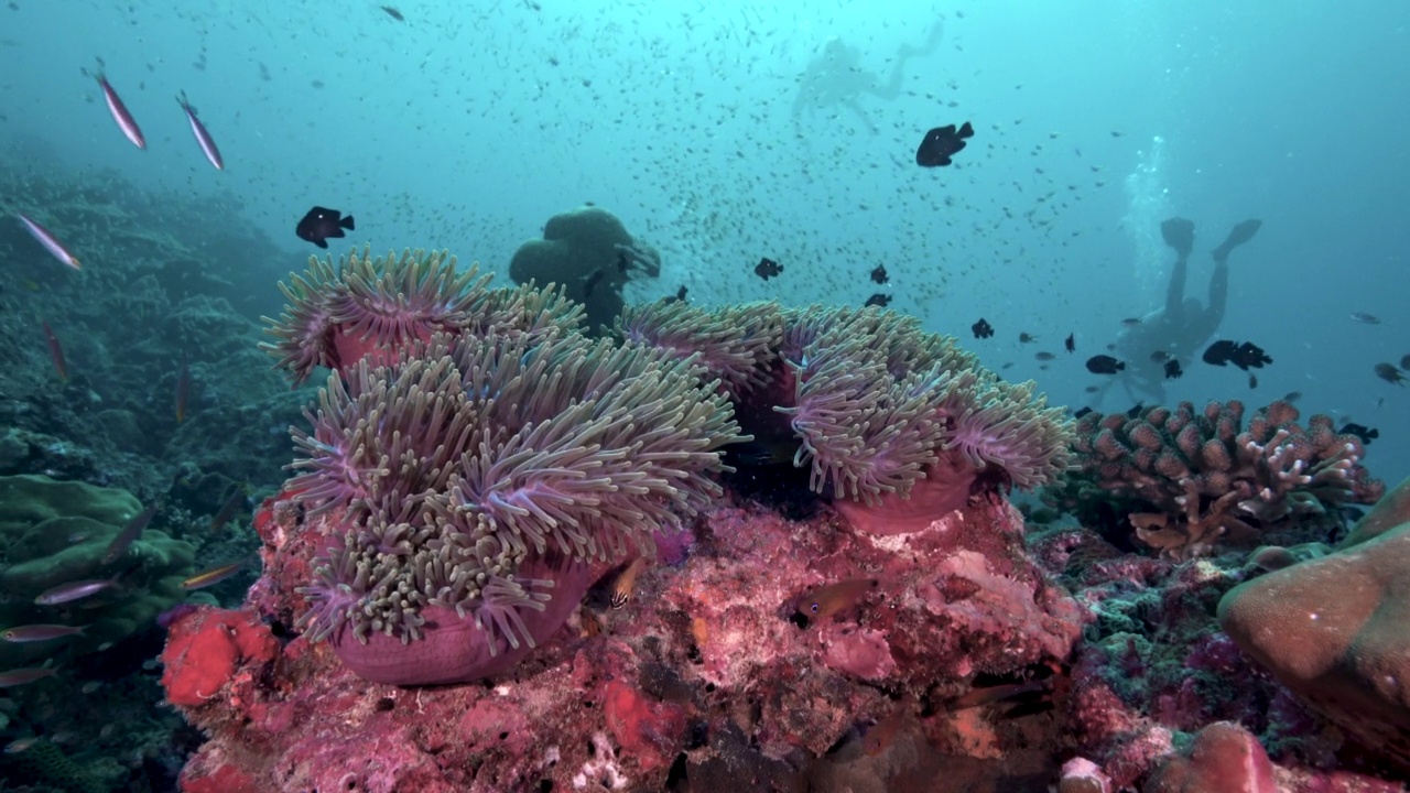 水下珊瑚礁上潜水者的剪影视频素材
