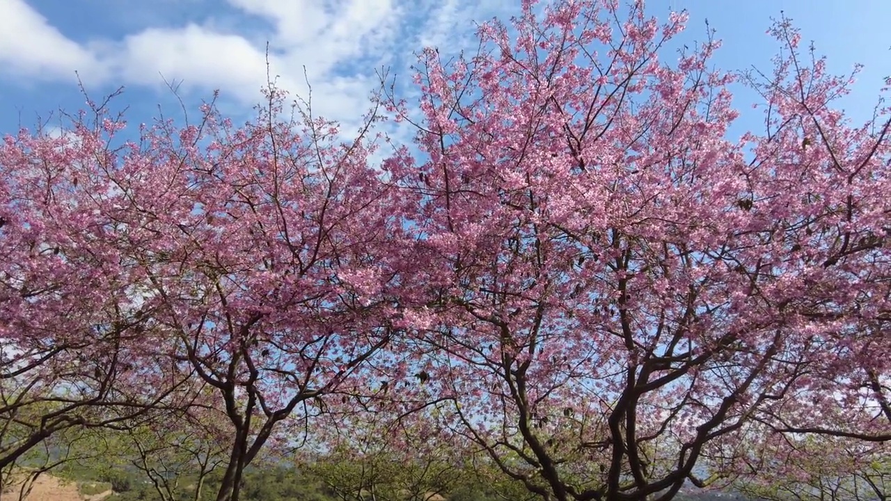 樱花树在春茶园里摇摆视频素材