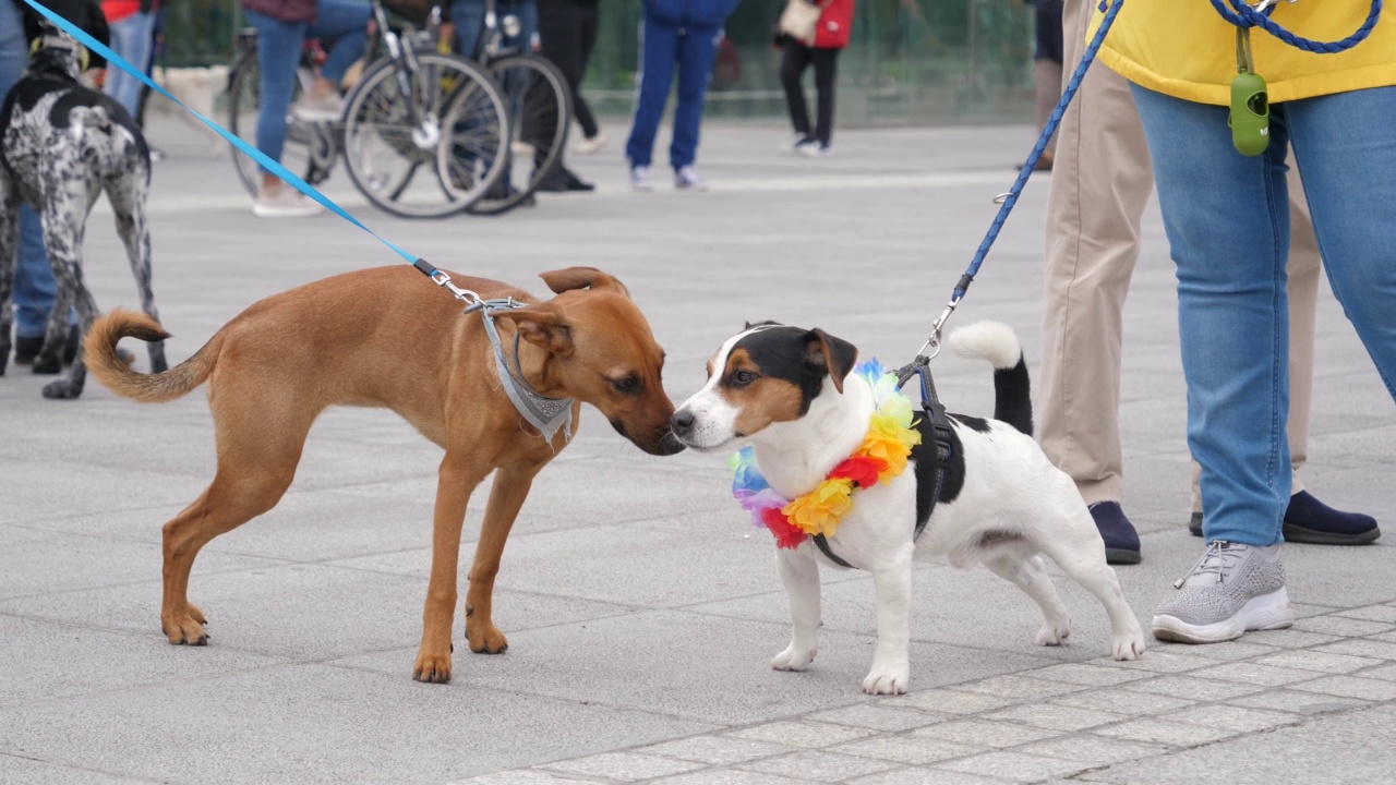 在宠物狗节期间，许多有趣的狗被拴在市中心散步视频下载