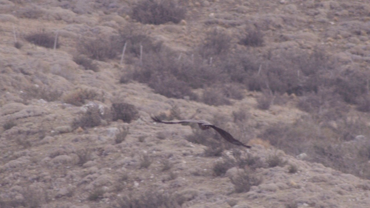 安第斯秃鹰在飞行视频素材