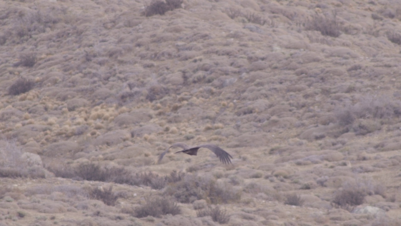 安第斯秃鹰在飞行视频素材