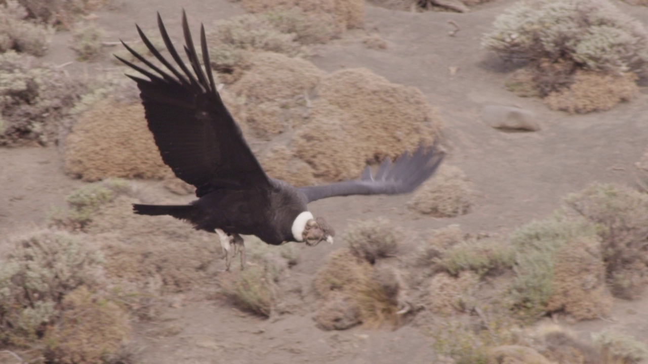 安第斯秃鹰飞行视频素材