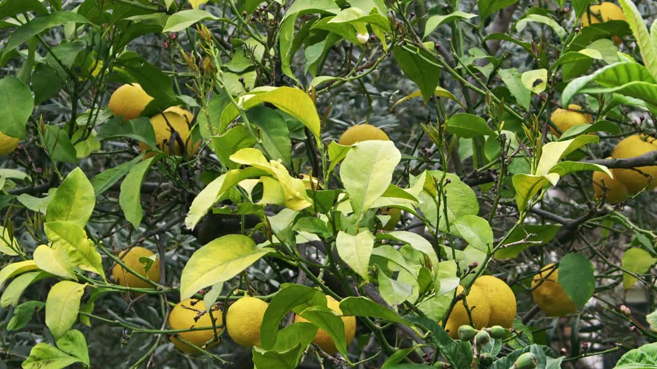 新鲜成熟的有机柠檬在多叶柠檬树上视频素材
