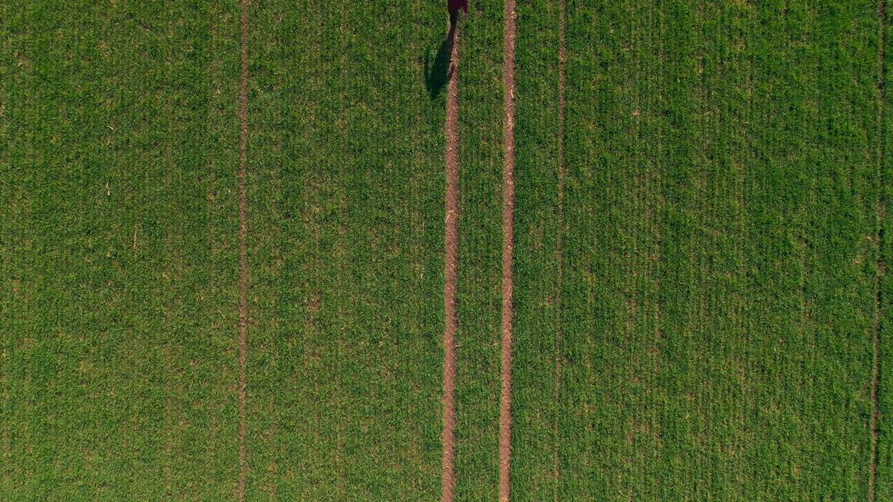 鸟瞰图的农民走在小麦作物苗田，看着种植园，无人机pov视频素材