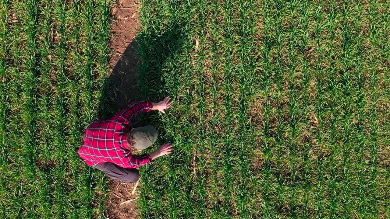 男性农民鸟瞰图检查小麦作物苗木发展在种植园田，无人机pov视频素材