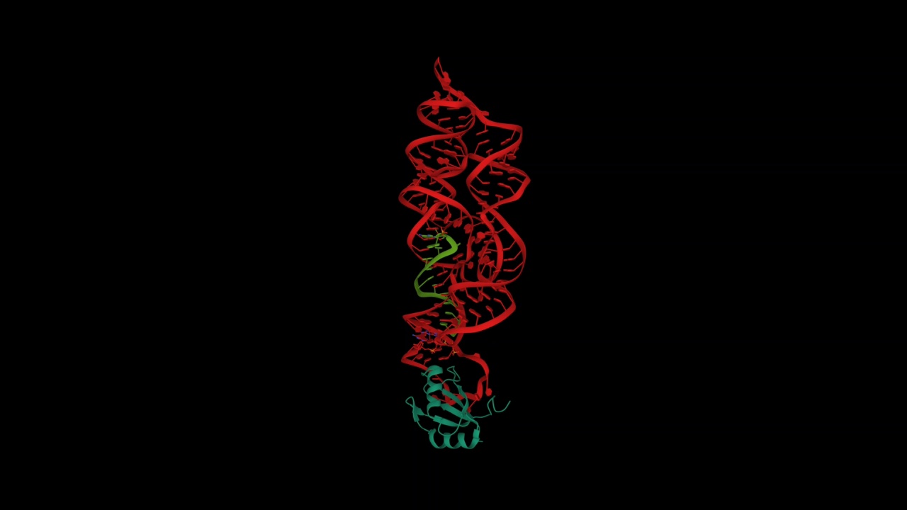 炭疽芽孢杆菌glmS与MaN6P结合的核酶(红色)、结合RNA(绿色)和小核糖核蛋白(蓝绿色)的结构视频素材
