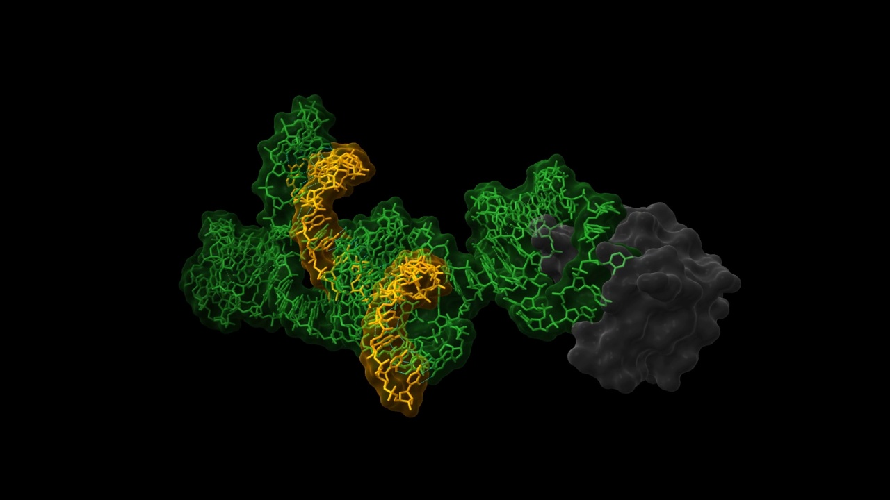 发夹状核酶(绿色)与RNA抑制剂(橙色)和小核糖核蛋白(蓝色)具有催化活性构象的结构。视频下载