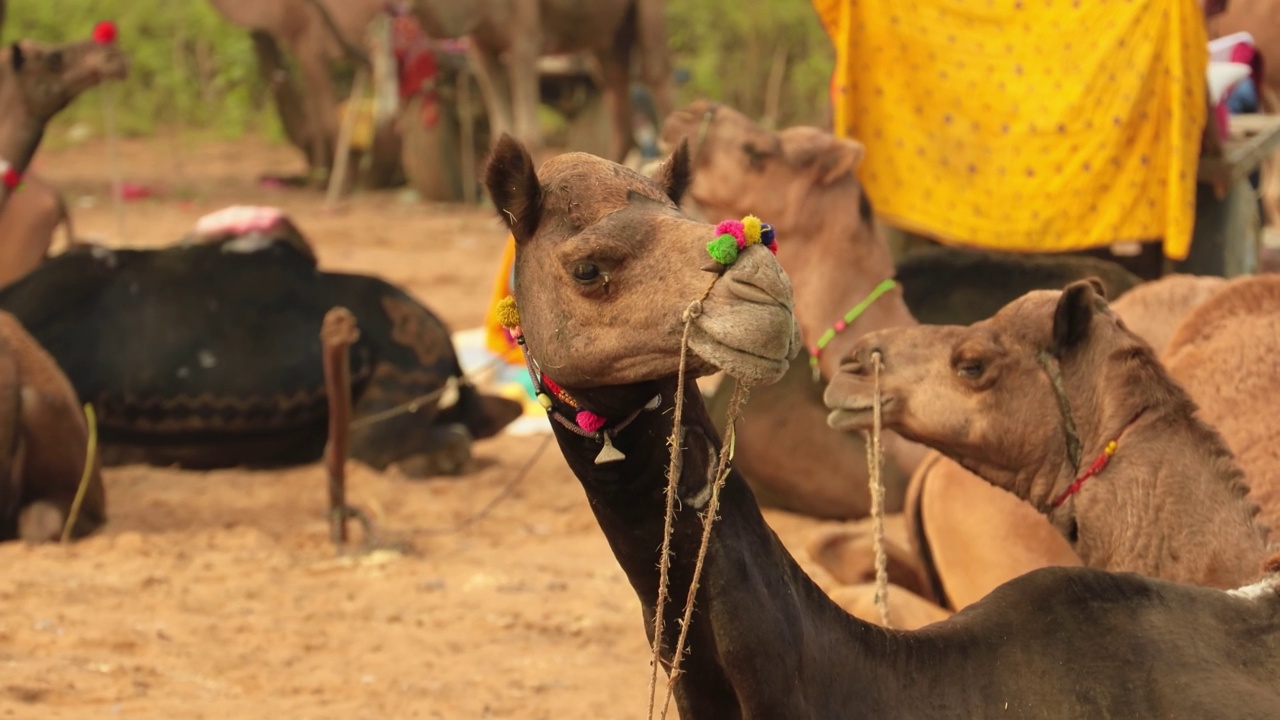 普什卡骆驼交易会，也被称为普什卡骆驼交易会或当地称为Kartik Mela，是一个每年多天的牲畜交易会和文化在印度拉贾斯坦邦的普什卡镇举行。视频素材
