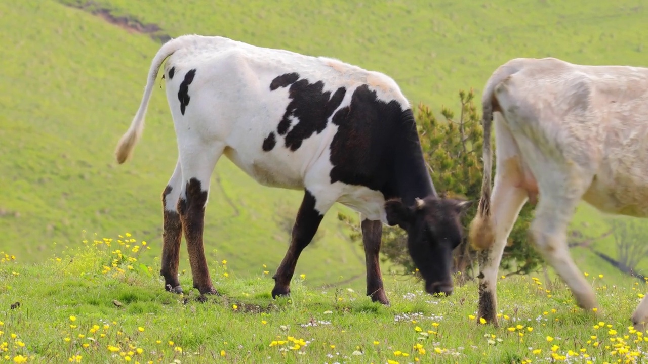 牛群一起在田野里吃草。母牛跑进镜头。视频素材
