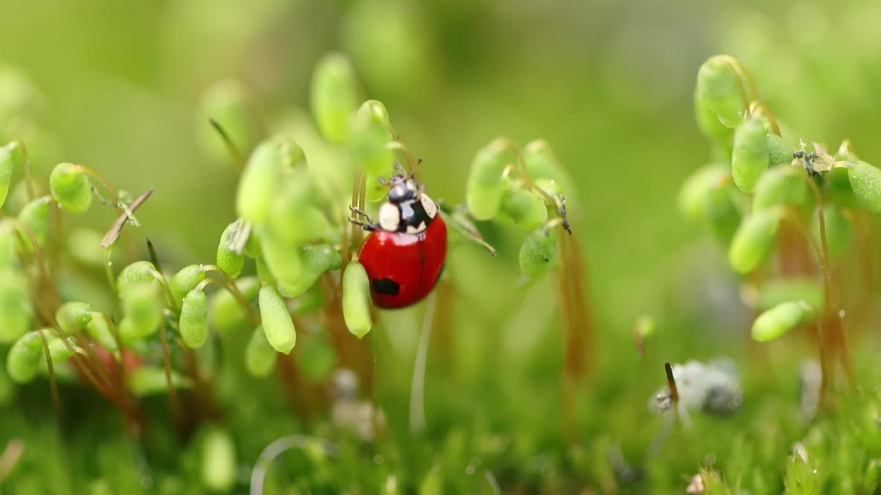 野生动物的特写镜头，一只瓢虫在绿色的草地在森林里视频素材