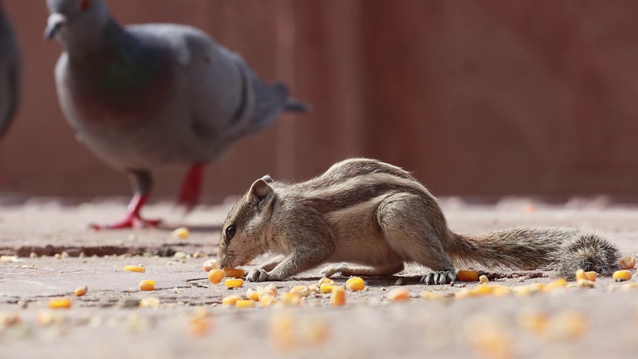 印度棕松鼠或三条纹棕松鼠(Funambulus palmarum)是一种鼠科啮齿类动物，在印度(vinhyas南部)和斯里兰卡自然发现。视频素材