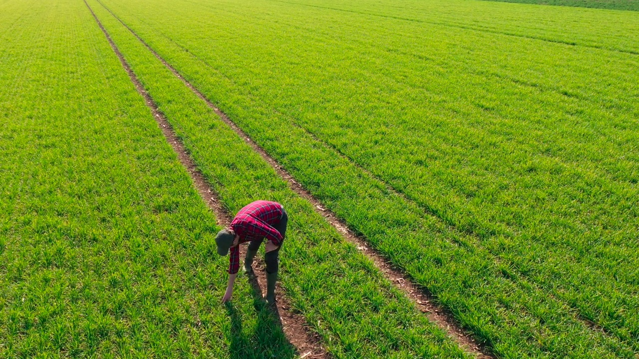 鸟瞰图的农民走在小麦作物苗田，无人机pov视频素材